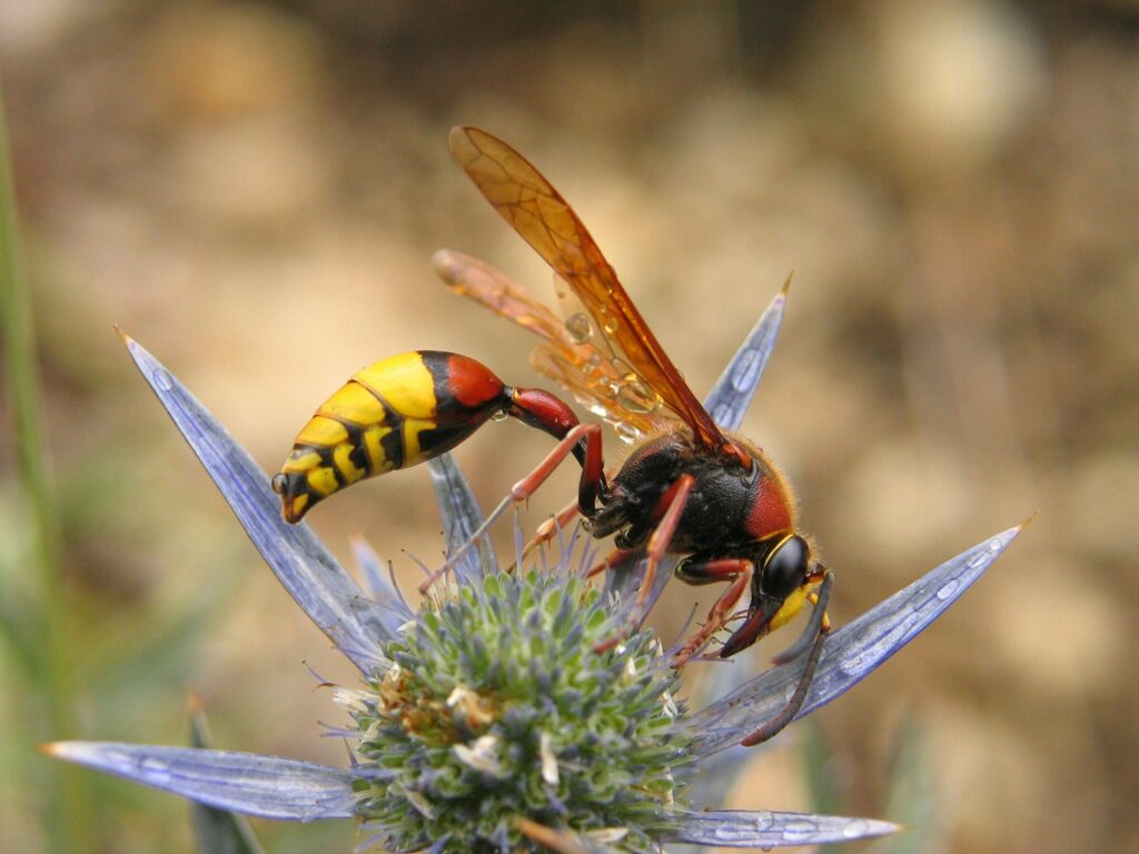 Wasp Control